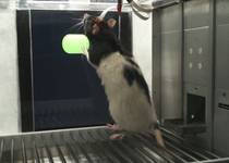 Rat acting on an iPad screen